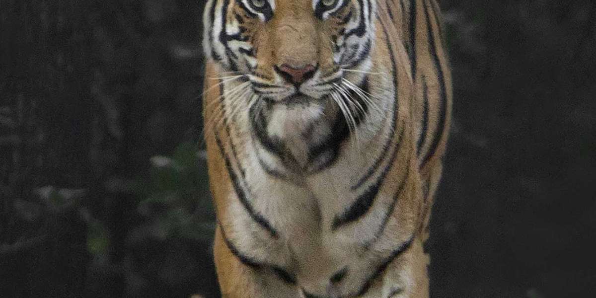 Roaring Majesty: Unveiling the Beauty of Bandhavgarh - A Tiger Safari and Photography Tour in India