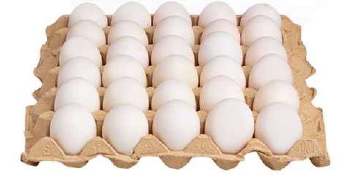 Egg Tray Manufacturing Plant Project Report 2024, Manufacturing Process, Raw Materials, and Comprehensive Business Plan