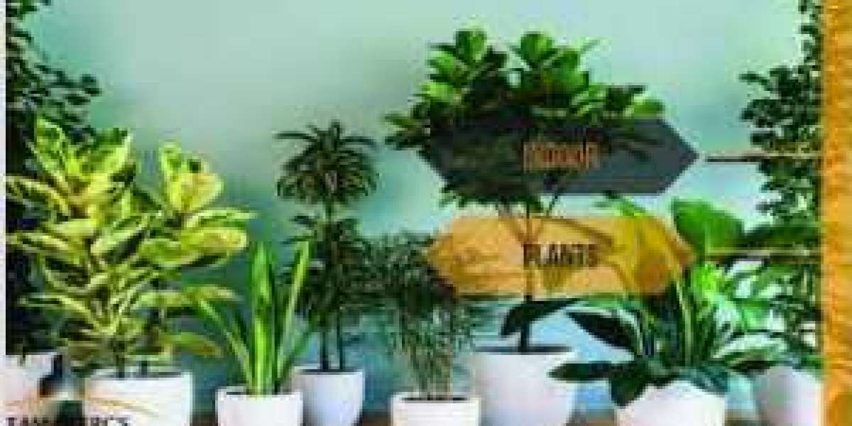 The Green Revolution: Buying Plants Online in Pakistan