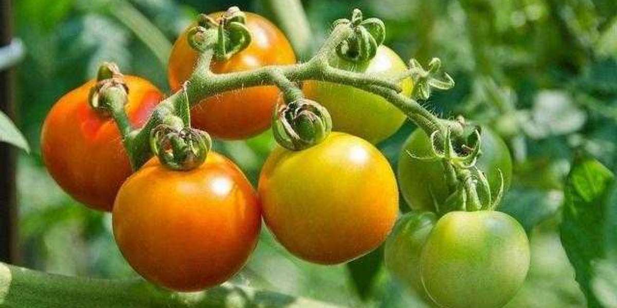When to Plant Tomato Plants in Georgia?