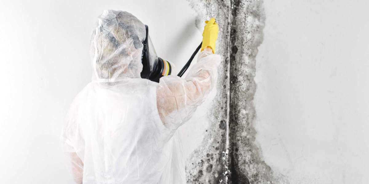 Understanding Black Mold Testing: Importance, Methods, and Safety Measures