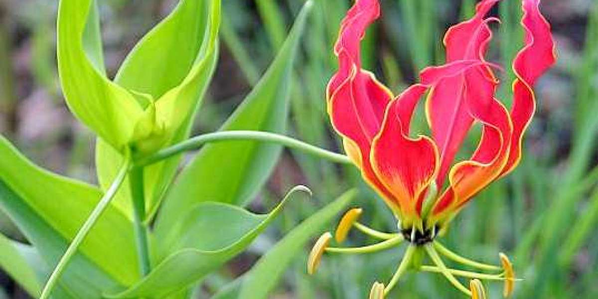 Gloriosa Superba Market With Manufacturing Process and CAGR Forecast by 2033