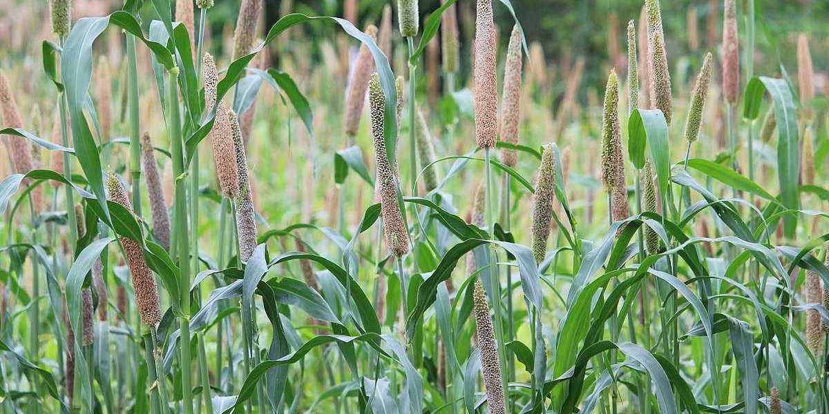 Unlocking the Nutritional Potential of Pearl Millet: A Versatile Grain for Health and Sustainability