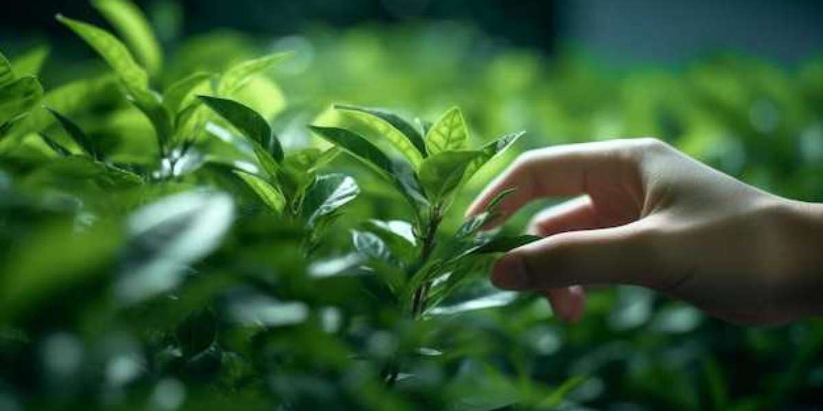 Mapping the Green Tea Market: Trends, Size, and Future Projections