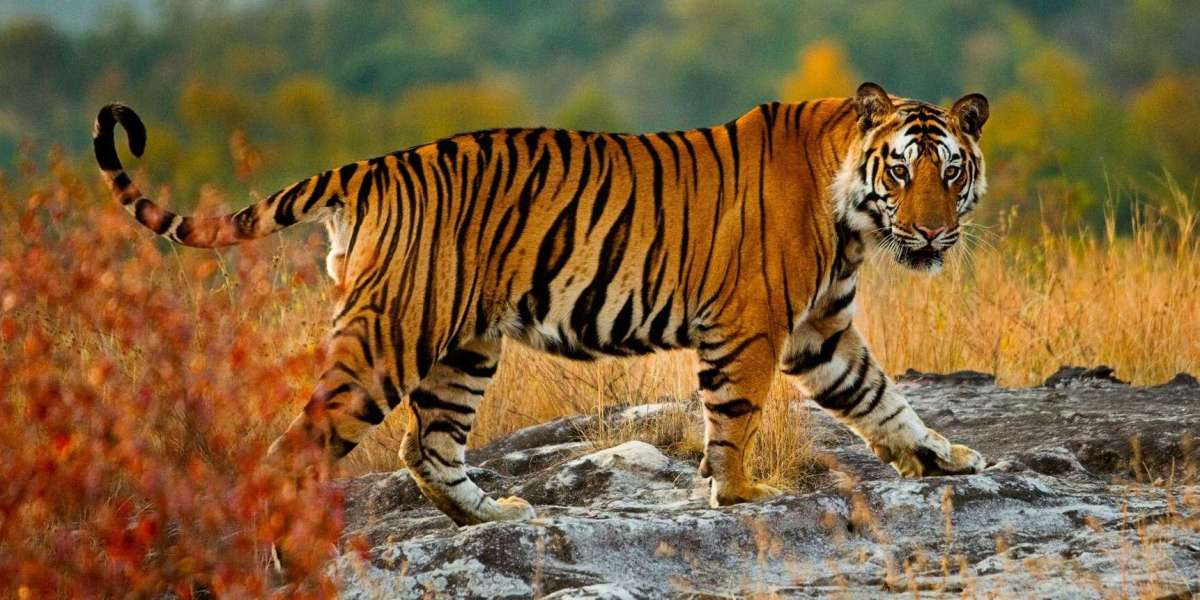 Top 10 Best Tiger Safari Holiday Destinations in India