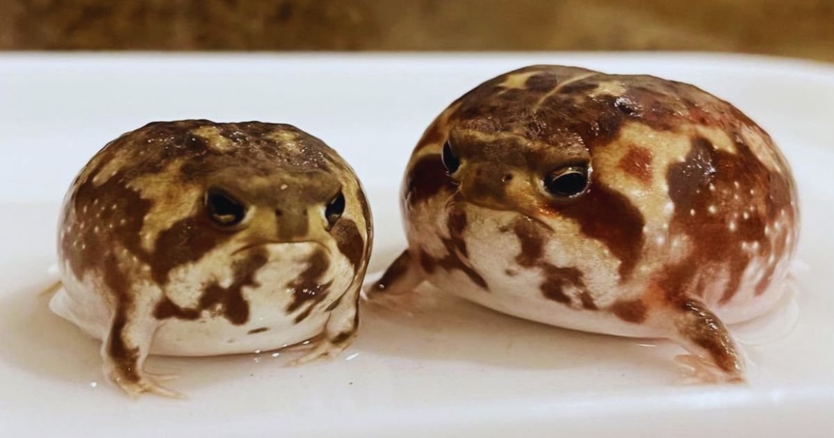 Is Desert Rain Frog Good Pet? 10 Fascinating Facts