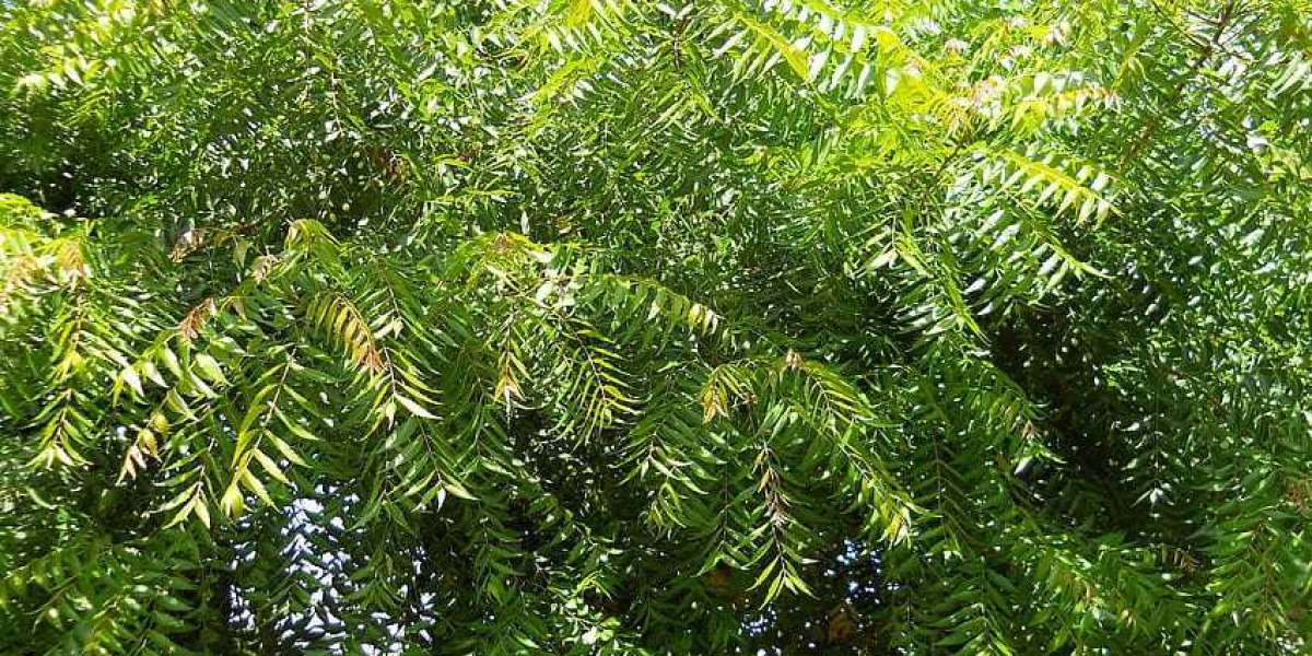 The Neem Tree and Cancer: A Scientific Investigation