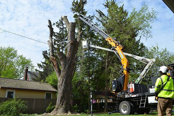 Everything You Need to Consider While Hiring Local Tree Loppers Sydney