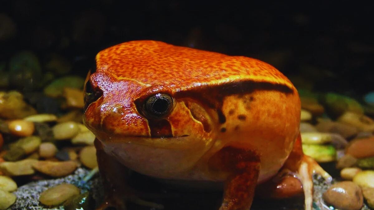Madagascar Tomato Frog: 6 Fascinating Facts About Red Devil