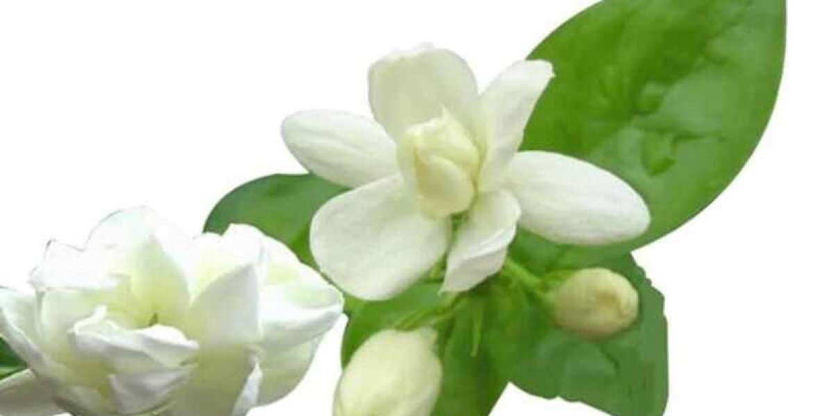 Floral Finery: Exploring Market Dynamics of Jasmine Extract
