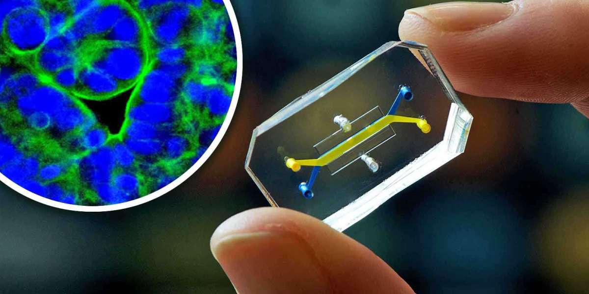 Global Organ-on-chip Market Share, Trends, Industry Overview, Latest Insights and Forecast 2024-2032