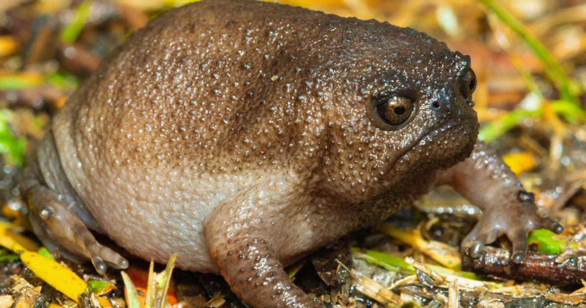 Are Cape Rain Frogs Good Pets? 8 Fascinating Facts