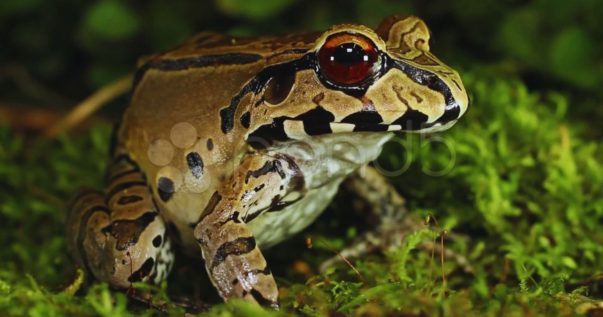 Smoky Jungle Frog: Everything About the frog in 2 Minutes