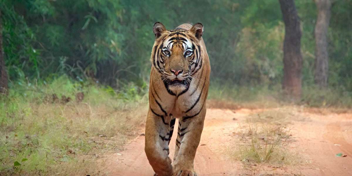 Wild Encounters: Immersive Tiger Safari Photography Adventures in India