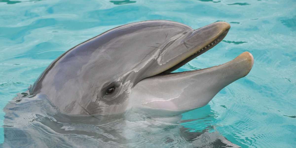 The Ethical and Environmental Complexities of Dolphin Consumption