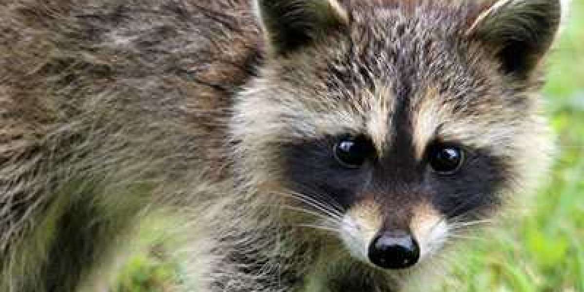 Why are Raccoons and Bats Often Considered a Threat?