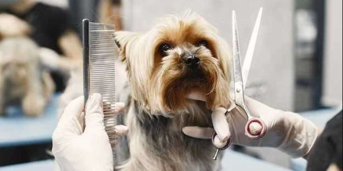 Tail-Wagging Treatments: Best Dog Grooming Center in Dubai
