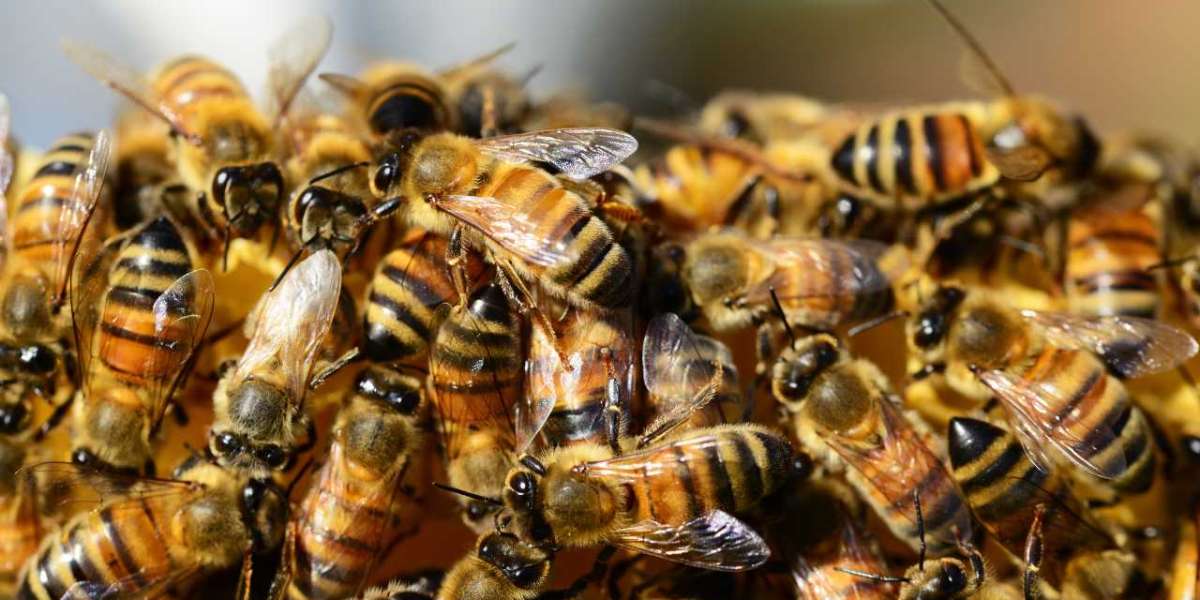 Bee Kingdom: Exploring the Vast Spectrum of Types of Bees