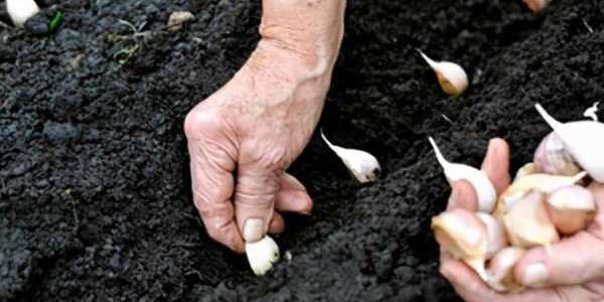 A Comprehensive Guide to Planting Garlic in Colorado