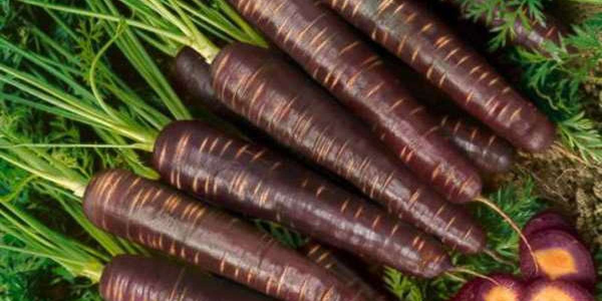 Black Carrot Concentrate Market With Manufacturing Process and CAGR Forecast by 2033