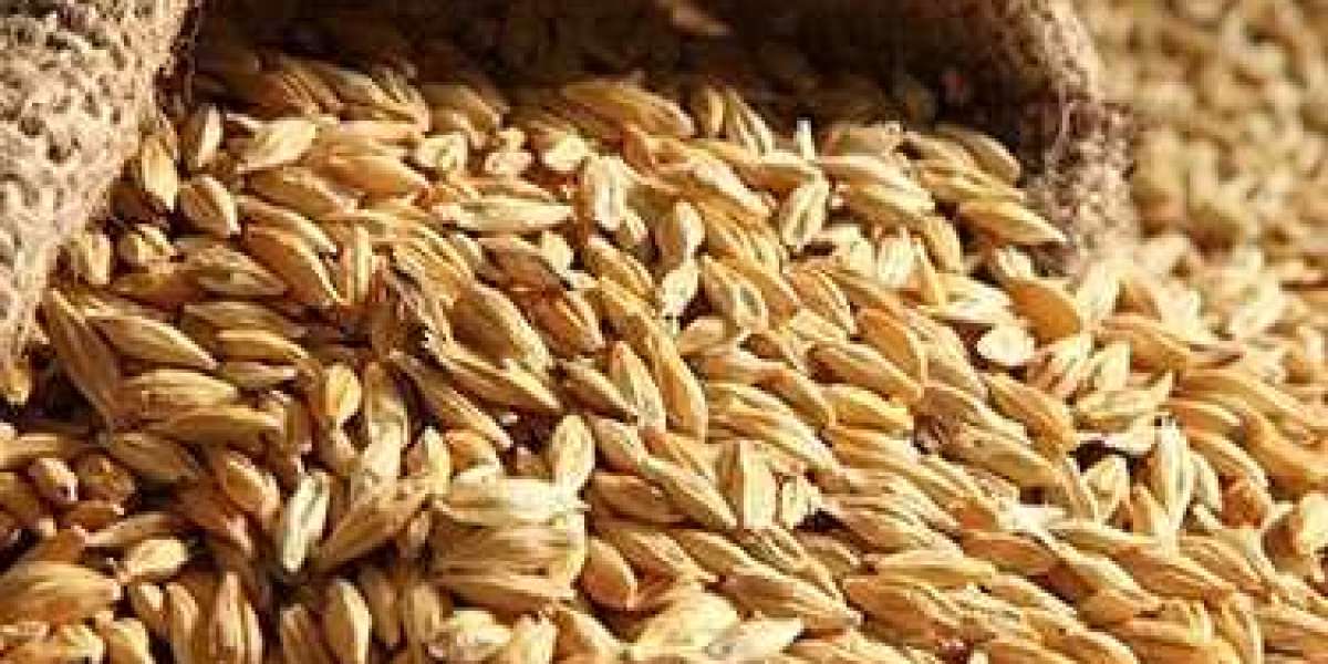 Barley Production Cost Analysis 2024: Price Trends, Production Process, Raw Materials Requirement and Costs