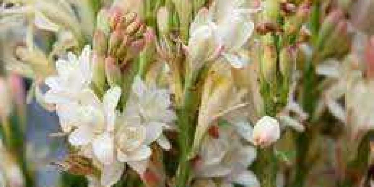 The Rising Demand for Tuberose Extract in Perfume Industry