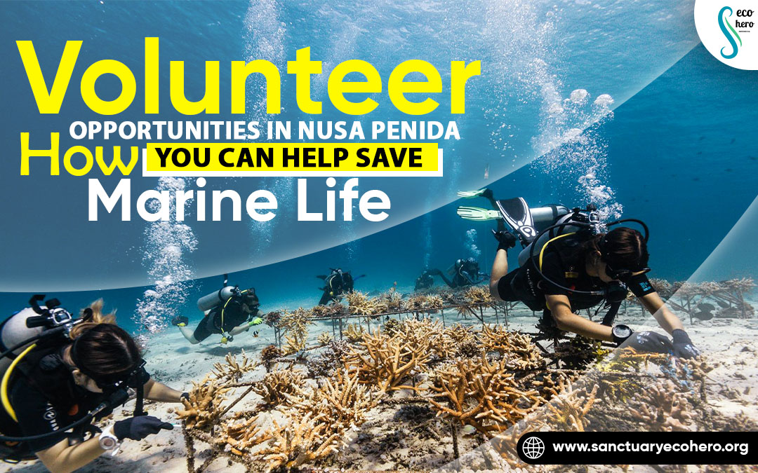 Volunteer Opportunities in Nusa Penida: How You Can Help Save Marine Life
