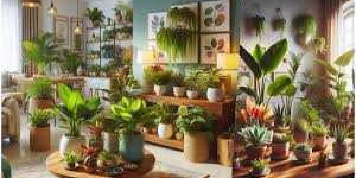 Enhance Your Home with Indoor Plants: A Guide to Buying Indoor Plants in Karachi