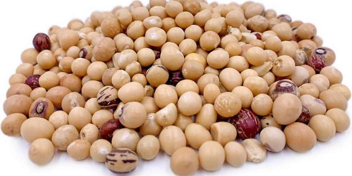Bambara Beans: The Nutrient-Packed Legume Transforming Agriculture