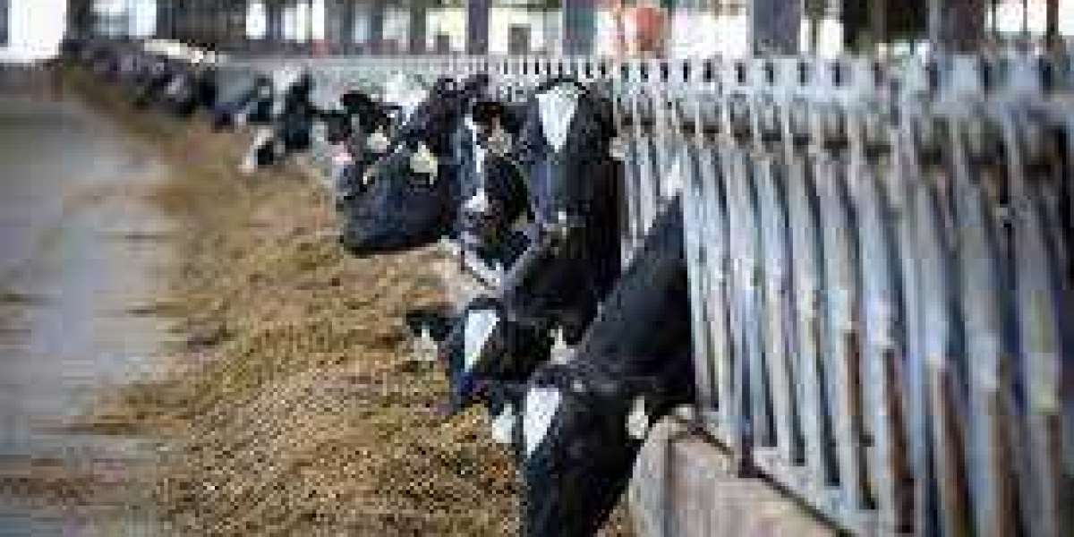 Dairy Herd Management Market is Anticipated to Register   5.96% CAGR through 2031