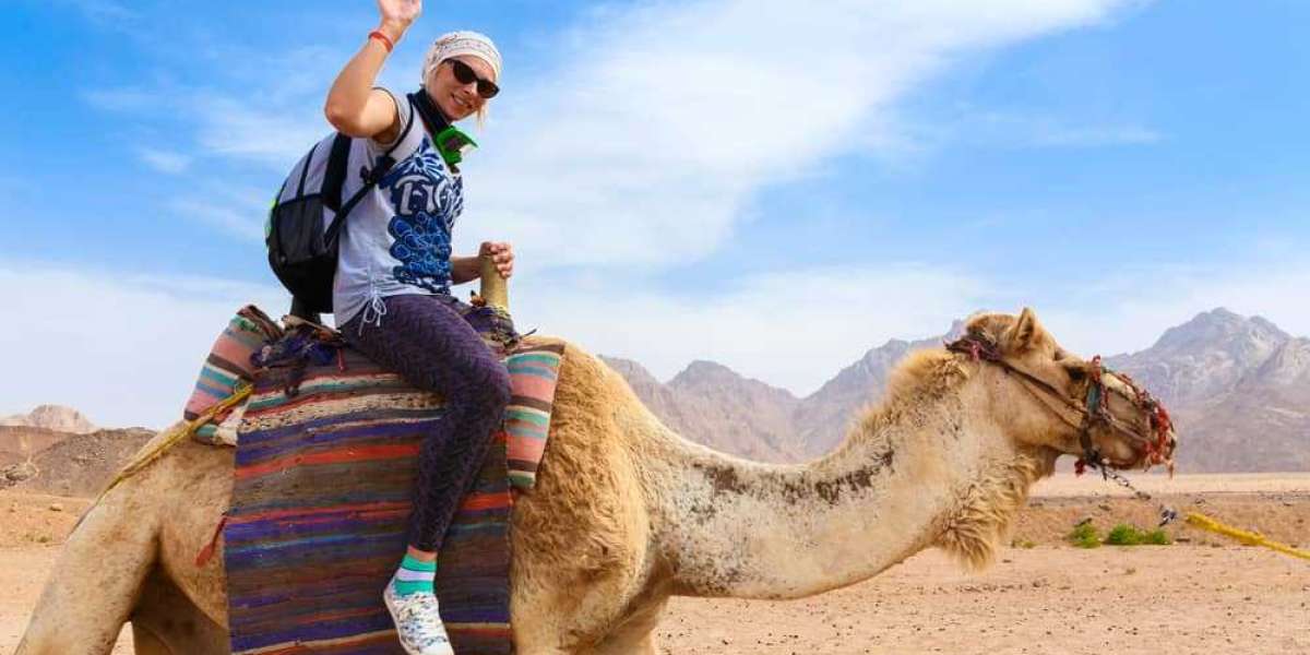 Experience the Essence | Morocco Camel Rides Unraveled
