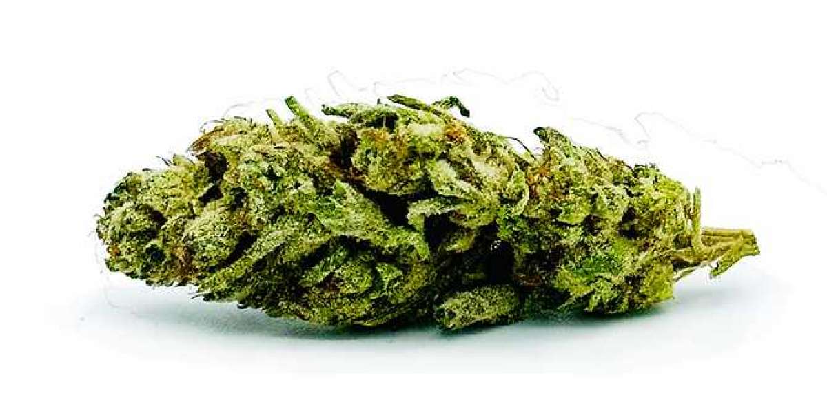 Exploring the Cherry Bomb Strain: Effects, Flavor, and Cultivation