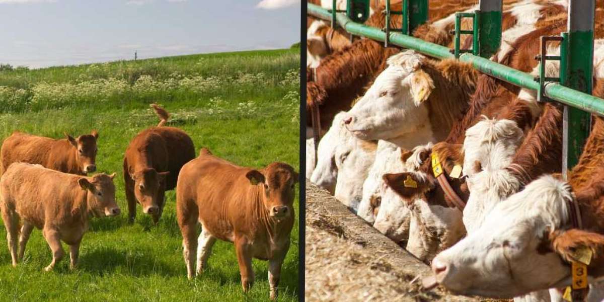 Understanding and Addressing Beef Cattle Suffering: A Comprehensive Perspective