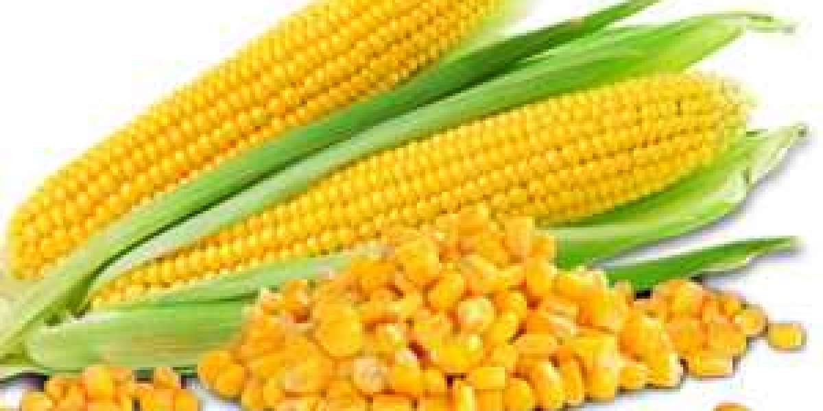 IQF Sweet Corn Market size See Incredible Growth during 2033