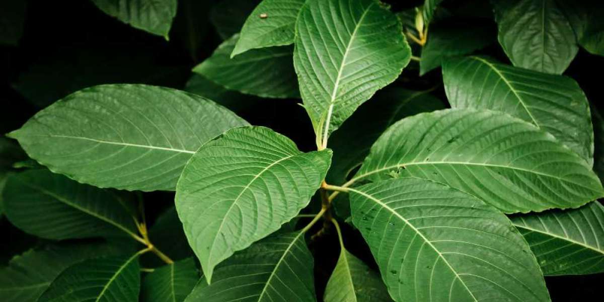 Red Bali Kratom: Understanding Its Benefits and Uses