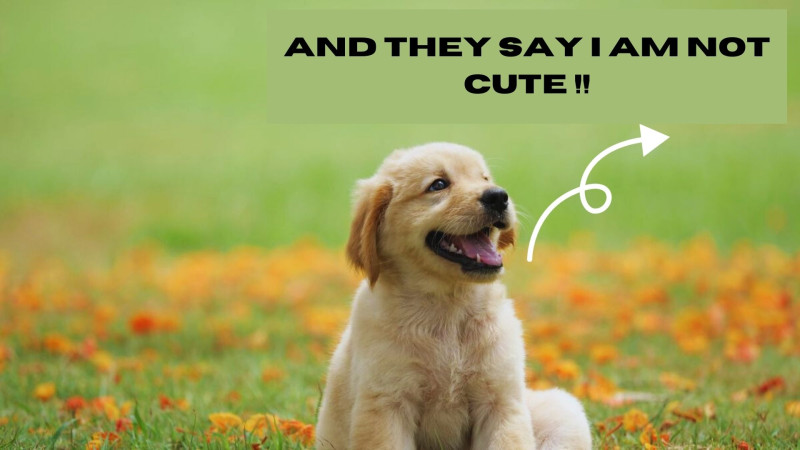 Cute Dogs Can Make Everyone Happy: danimalscave — LiveJournal