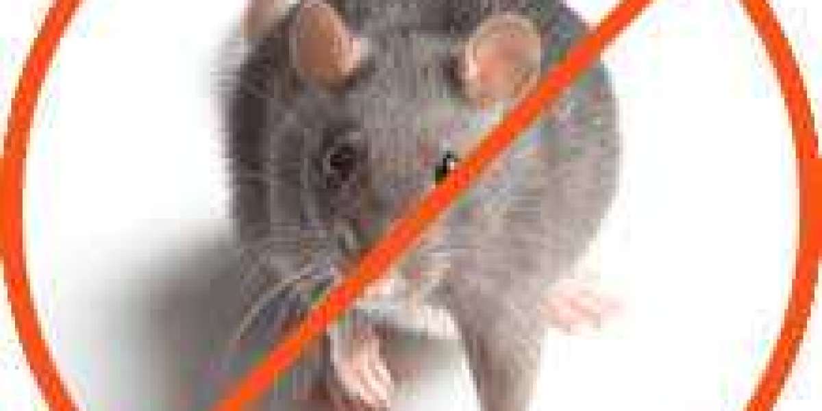 The Importance of Rodent Control in San Antonio Businesses