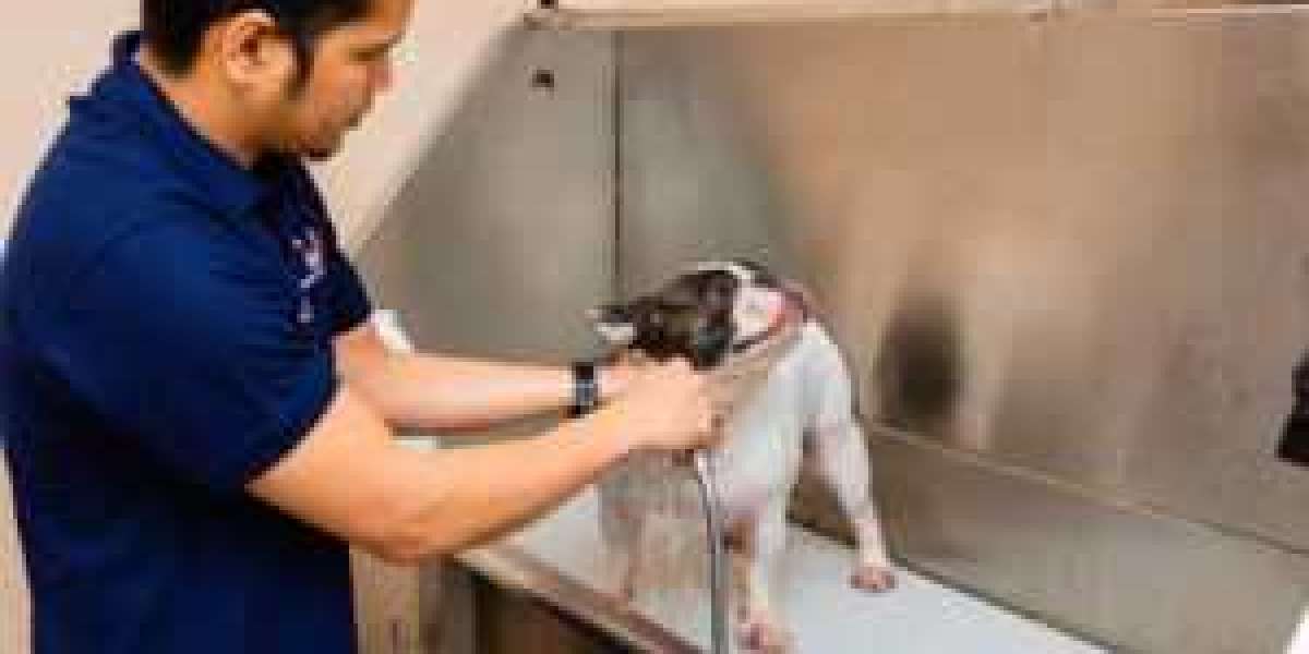 Dubai's Premier Pet Grooming: Transforming Your Pet's Appearance