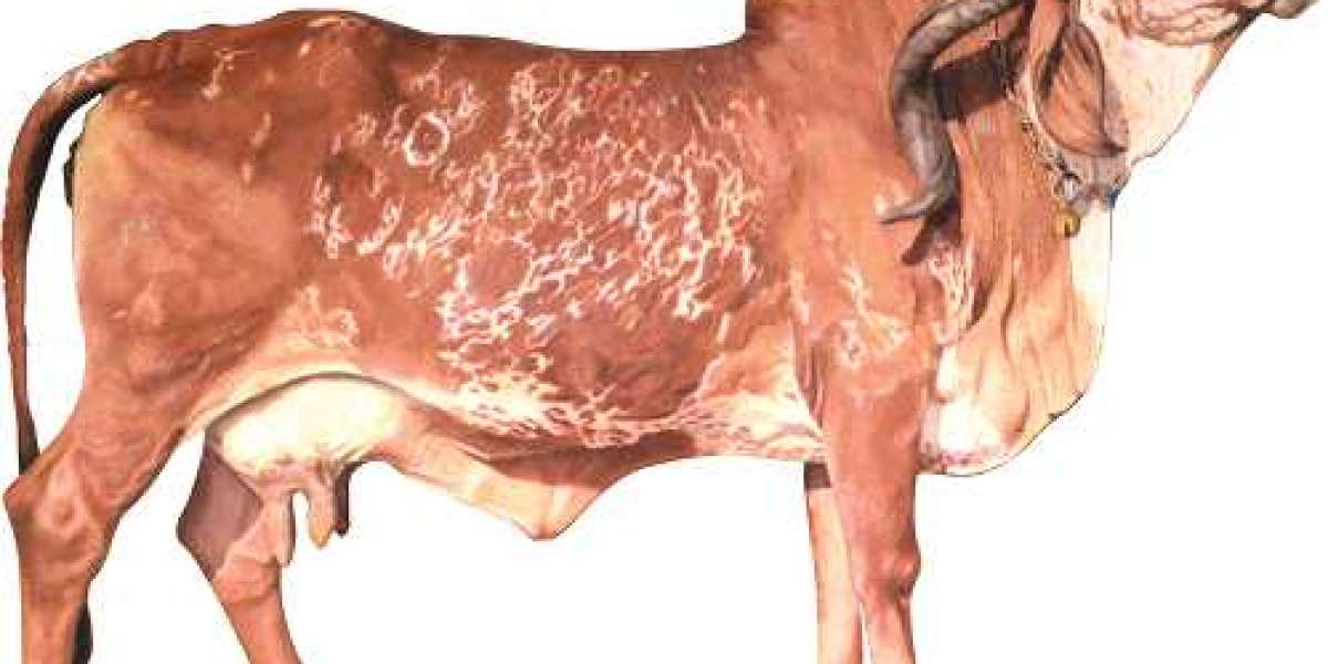 What is Gir Cow? and Information on Gir Cow!