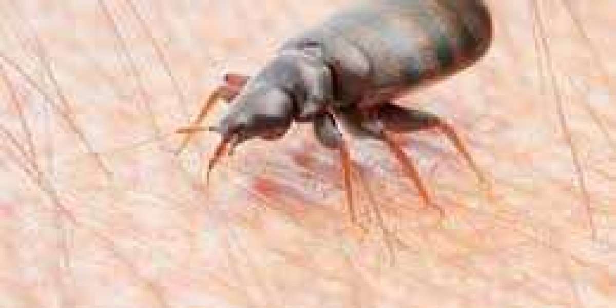 Effectively Treating Bed Bugs: A Comprehensive Guide